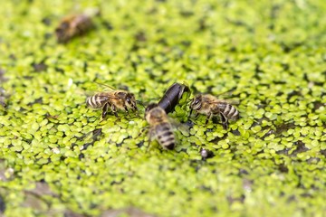 Trinkende Honigbienen auf Kleinen Wasserlinsen / Drinking honey bees on small duckweed