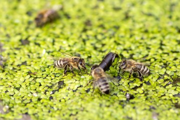 Trinkende Honigbienen auf Kleinen Wasserlinsen / Drinking honey bees on small duckweed