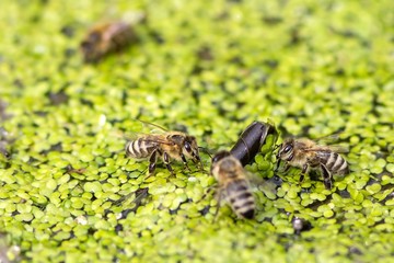 Trinkende Honigbienen auf Kleinen Wasserlinsen / Drinking honey bees on small duckweed