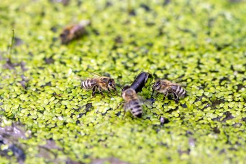 Trinkende Honigbienen auf Kleinen Wasserlinsen / Drinking honey bees on small duckweed