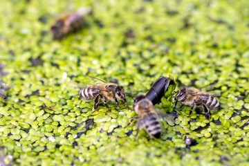 Trinkende Honigbienen auf Kleinen Wasserlinsen / Drinking honey bees on small duckweed