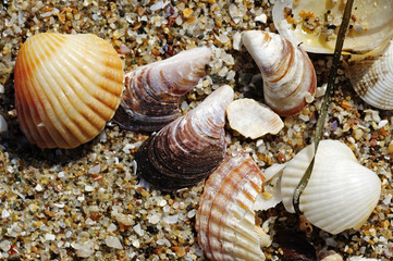 Sea shells background