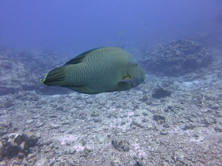 ナポレオンフィッシュ