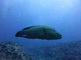 Fototapeta premium ナポレオンフィッシュ