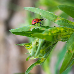 coccinelle