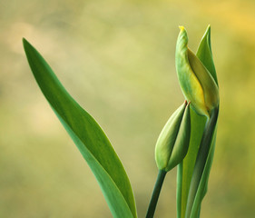 Zielone tulipany