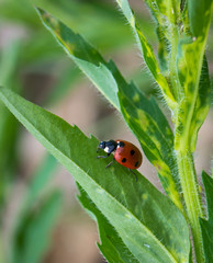 coccinelle