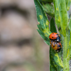 reproduction des coccinelles