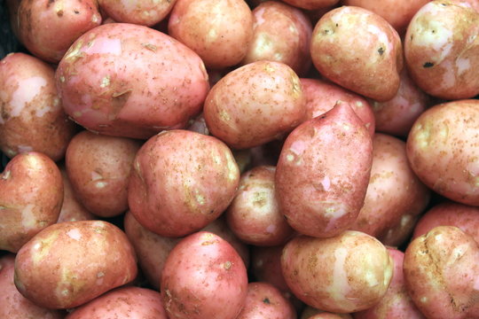 Young fresh potatoes for pattern texture and background