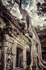 Baum über Tempel gewachsen in Angkor Wat Kambodscha