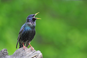 Fototapeta premium Common starling