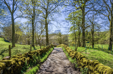 English Country lane in dappled sunlight.
