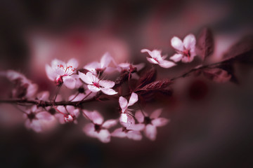 Obraz premium Kirschblüte