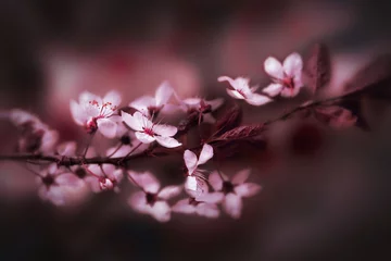 Cercles muraux Fleur de cerisier Kirschblüte