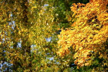 Yellow branches against a green tree