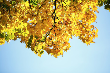 Tree branch with yellow leaves