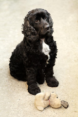 Black english cocker spaniel with toy