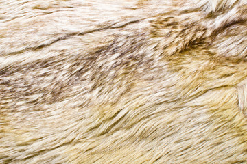 Boar fur texture.