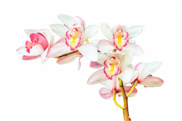 Beautiful Flower Orchid close up isolated on white background
