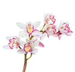 Beautiful white cymbidium flower orchid close up isolated on white background