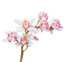 Photo sur Plexiglas Orchidée Belle orchidée blanche fleur cymbidium close up isolé sur fond blanc