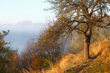 Autumn tree and river in fog