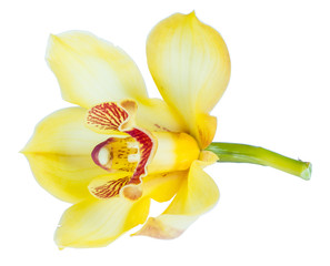 Beautiful yellow cymbidium flower orchid close up isolated on white background