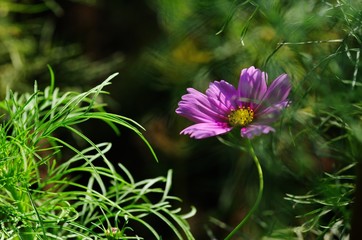 Fototapeta premium コスモス 