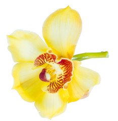 Beautiful yellow cymbidium flower orchid close up isolated on white background