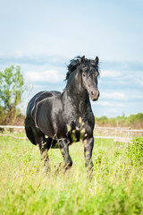 Obraz premium Beautiful black friesian stallion running on the field in summer