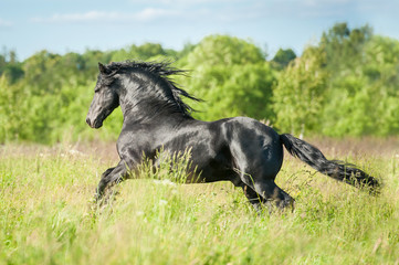 Fototapeta na wymiar Beautiful black friesian stallion running on the pasture in summer