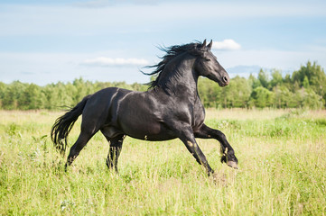 Fototapeta na wymiar Beautiful black friesian stallion running on the field in summer