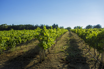Fototapeta na wymiar Mediterranean Vineyard 