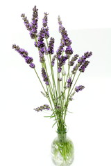 Obraz premium Lavandin Lavender