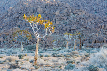 Quiver Trees in Richtersveld