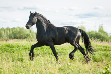 Beautiful black friesian stallion running trot in summer
