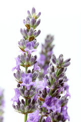 ラバンジンラベンダーの花部分の撮影