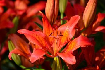 Beautiful orange lilies in the garden
