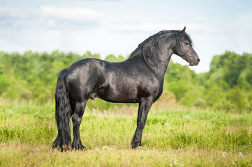Fototapeta na wymiar Beautiful black friesian stallion standing on the field