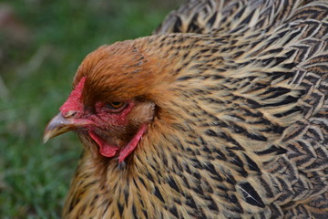 Portrait of a cock seen at a farm.