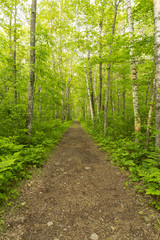 Fototapeta premium Szlak turystyczny w lesie