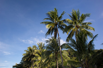 Fototapeta na wymiar Palm trees over sky background