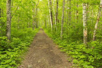 Fototapeta na wymiar Hiking Trail In The Woods