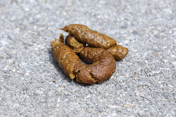 dog poop on the wooden street