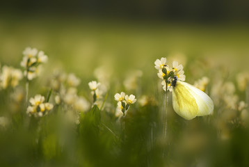 Wiese