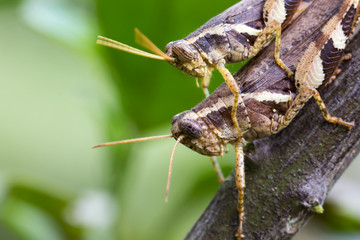 close up locust breeding