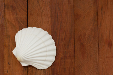 shell on brown wooden background