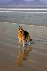 German Shepard Dog on the beach