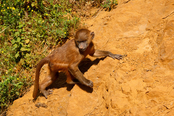 Young Guinea baboon in a state of freedom
