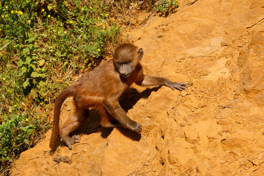 Young Guinea baboon in a state of freedom